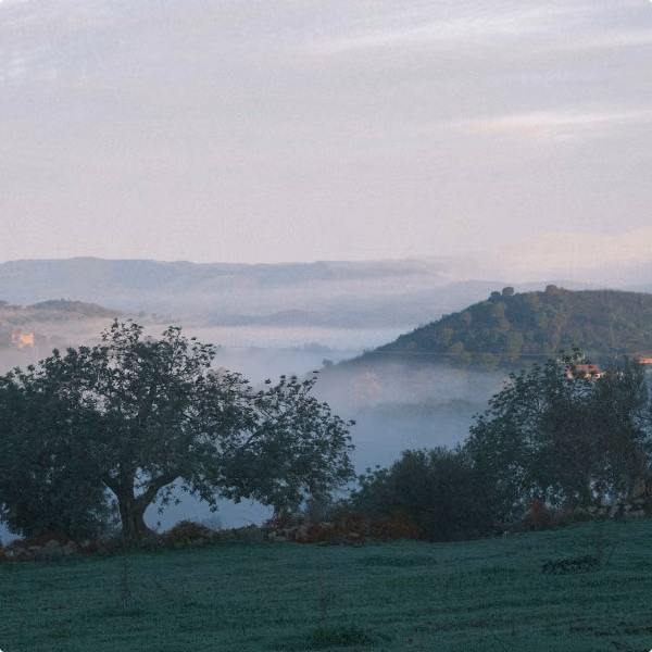 Misty hills and olive trees at dawn