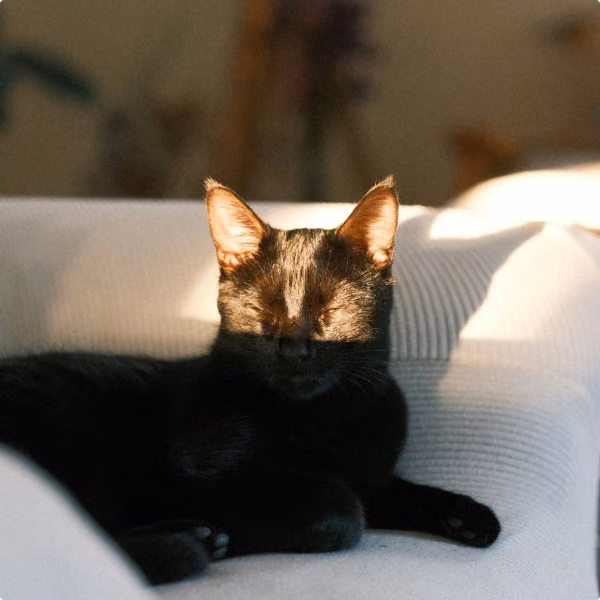 A black cat asleep in the sun