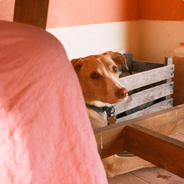 A dog looking out from behind a bed